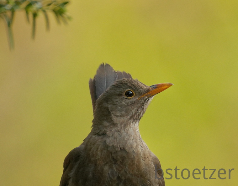 851 3879 DxO Schnitt Meise 1959