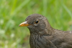 851 3898 DxO Schnitt Meise 1960