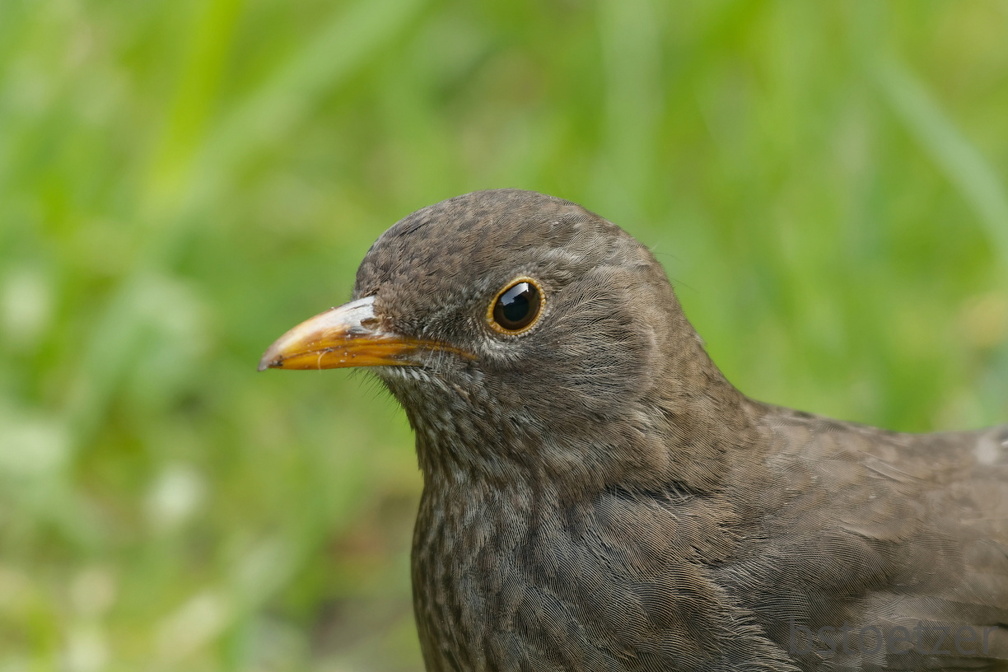 851 3898 DxO Schnitt Meise 1960