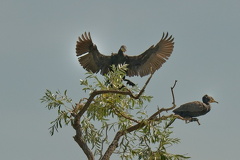 851 7647 DxO Web Schnitt 1961