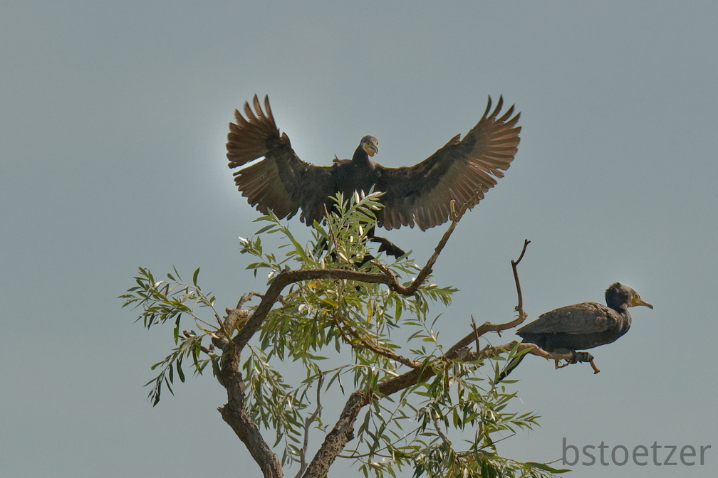 851 7647 DxO Web Schnitt 1961