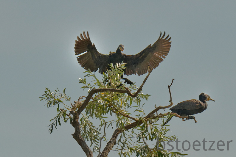 851 7647 DxO Web Schnitt 1961