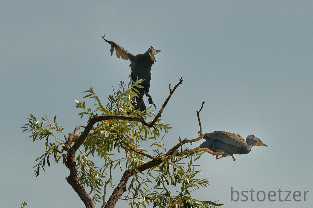 851 7649 DxO Web Schnitt 1963