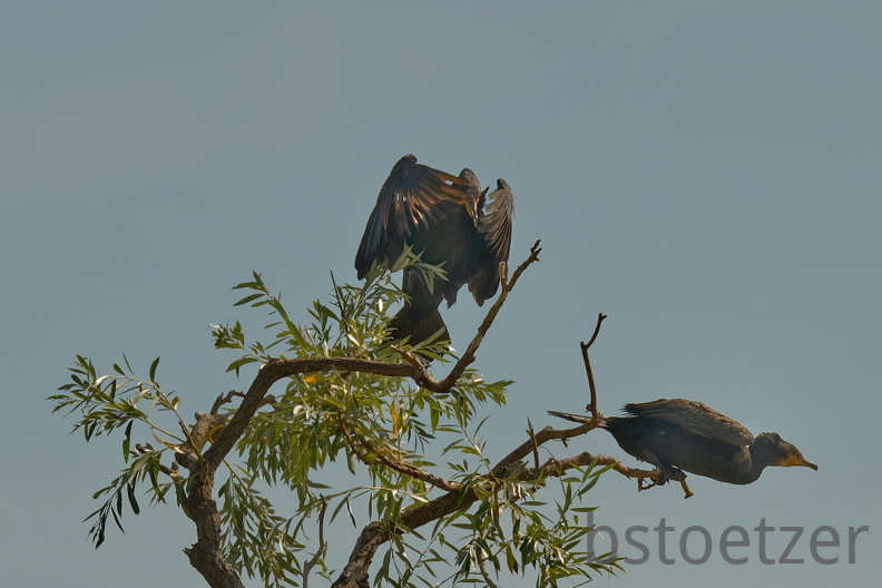 851 7650 DxO Web Schnitt 1964