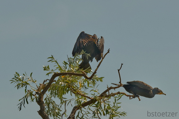 851 7650 DxO Web Schnitt 1964