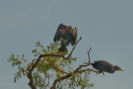 851 7650 DxO Web Schnitt 1964