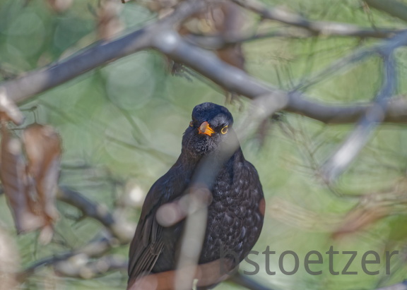 852 1967Cut final 1966