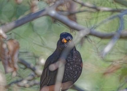 852 1967Cut final 1966