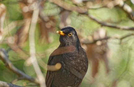 852 1976Cut final 1967