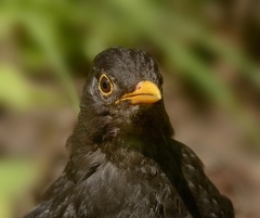 NEU 8924 heller 1970