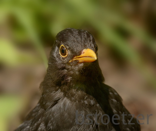 NEU 8924 heller 1970