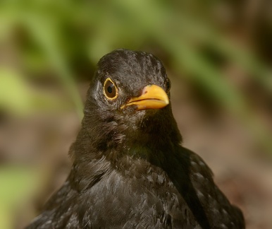 NEU 8924 heller 1970