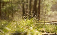 851 2704 DxO select 1991