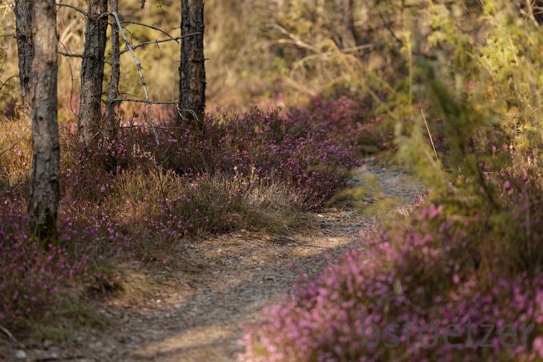 851 2834 DxO select 1993