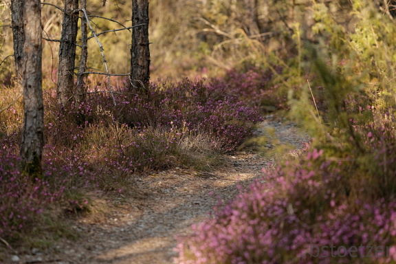 851 2834 DxO select 1993