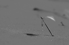 B04 1698 SW Tonw 2010