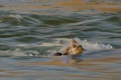 851 2803 DxO selectWeb