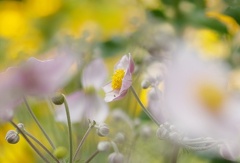 850 8817 DxO com 522