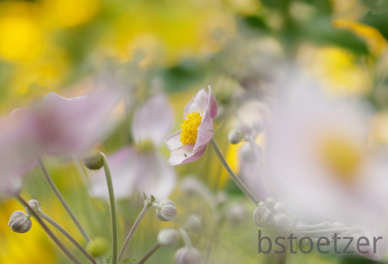 850 8817 DxO com 522