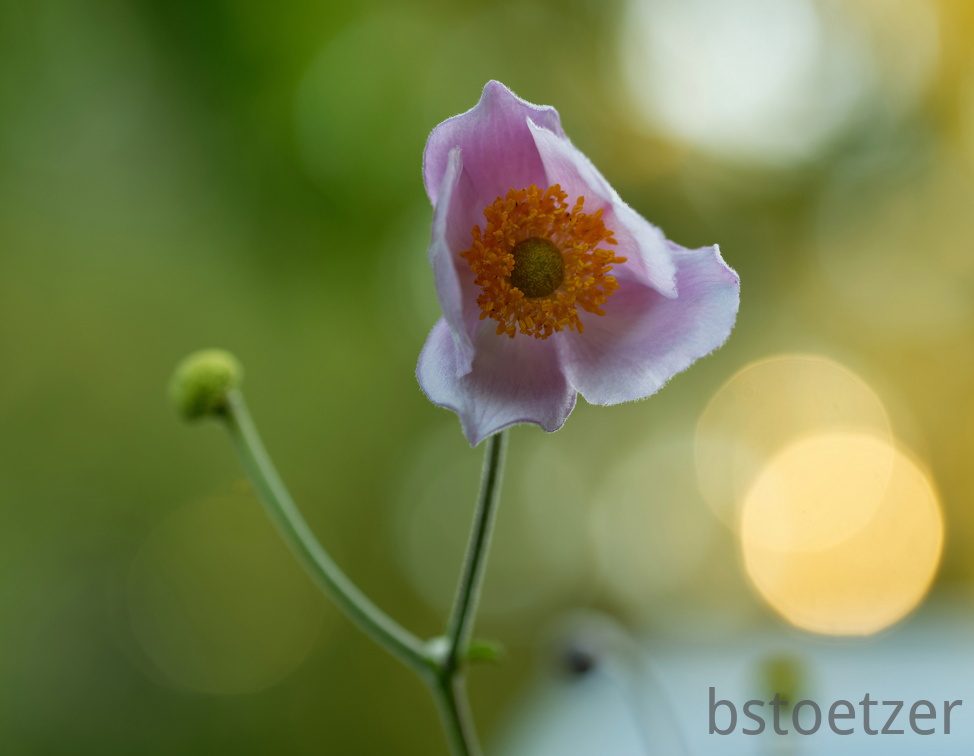 850 9133 DxO com 01 520 2022