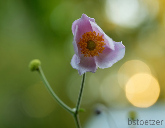 850 9133 DxO com 01 520 2022