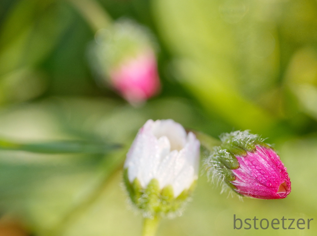 851 3987 DxO Web 710