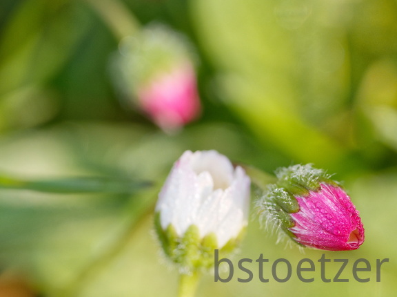 851 3987 DxO Web 710