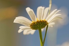 851 4562 DxO Web 2026