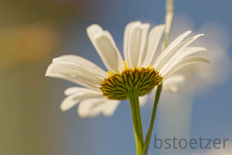 851 4562 DxO Web 2026