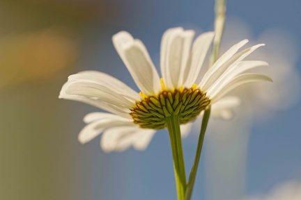 851 4562 DxO Web 2026