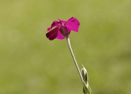 851 6264 DxO Web 714