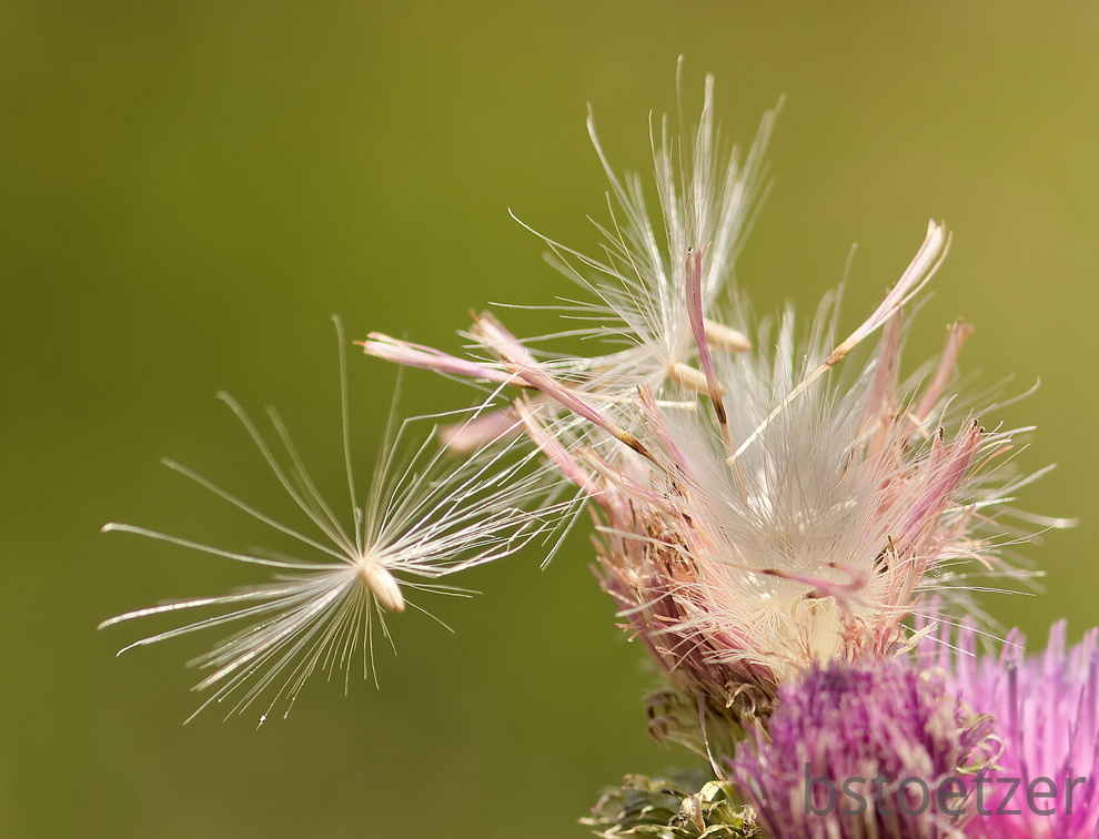 851 7225 DxO Web 2028