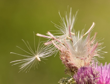 851 7225 DxO Web 2028