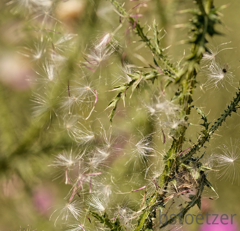 851 7240 DxO Web Schnitt 866 2029