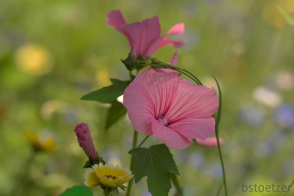 851 8487 DxO Web Schnitt corr 938 2031