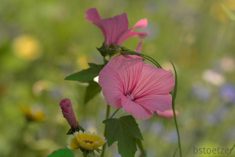 851 8487 DxO Web Schnitt corr 938 2031