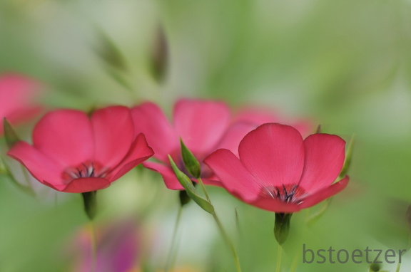 A32 2894 Kopie Weichzeichner radial 2032