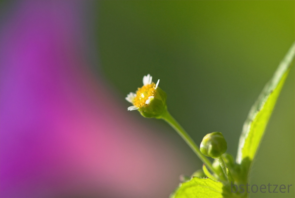  NEW5577-01 - KopieWeb