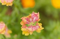 851 7941Äste SW Mond 1399Web