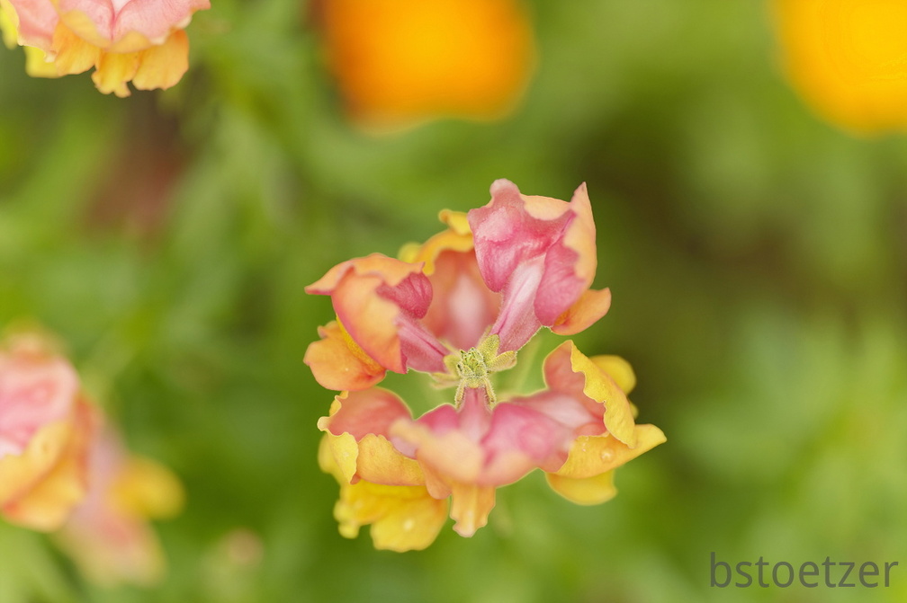 851 7941Äste SW Mond 1399Web