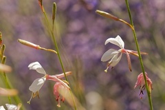 851 8482 DxO Web Schnitt 976Web