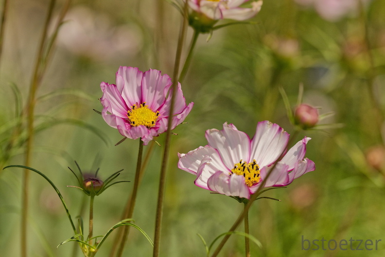 851 8500 DxO Web Schnitt 977Web