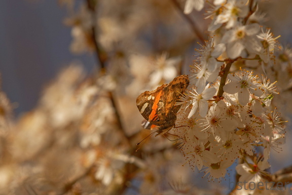 851 3361 DxO select 2039