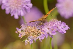 851 4623 DxO Web 2036