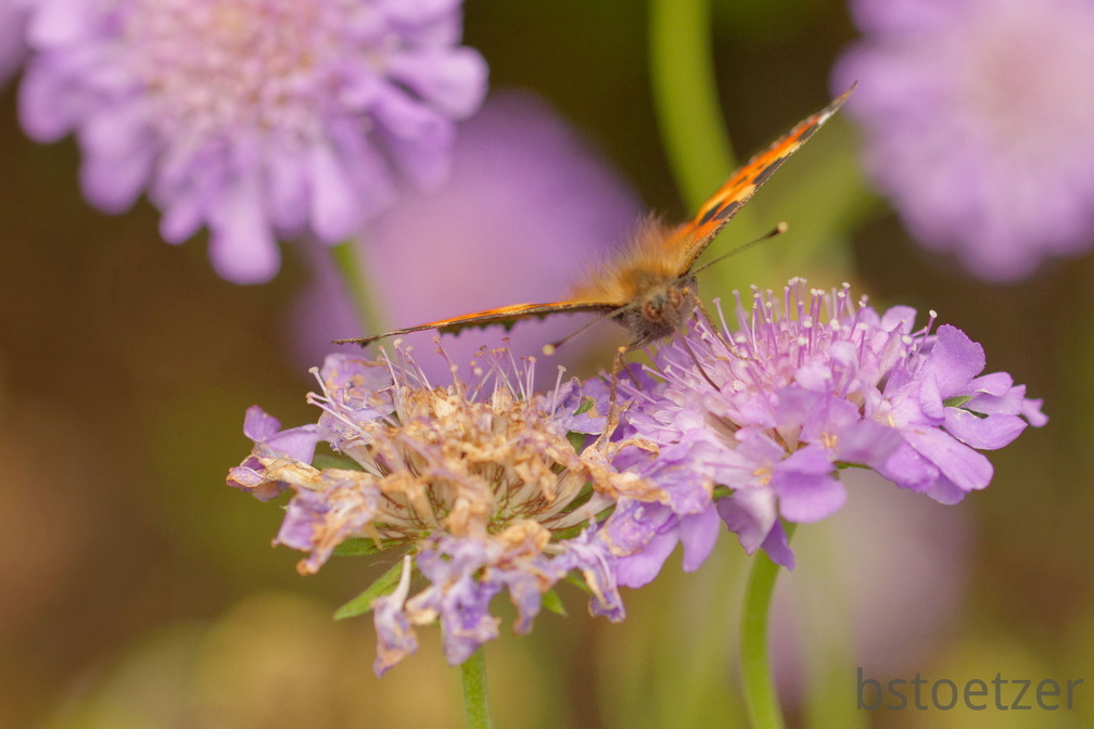 851 4623 DxO Web 2036