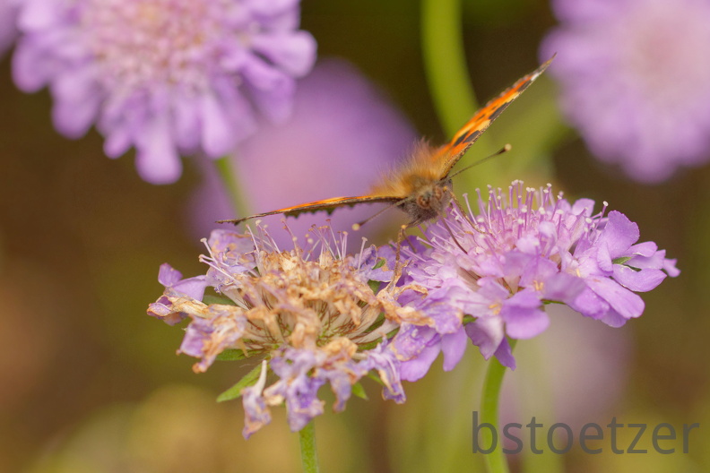 851 4623 DxO Web 2036