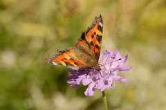 851 4667 DxO Web 2041