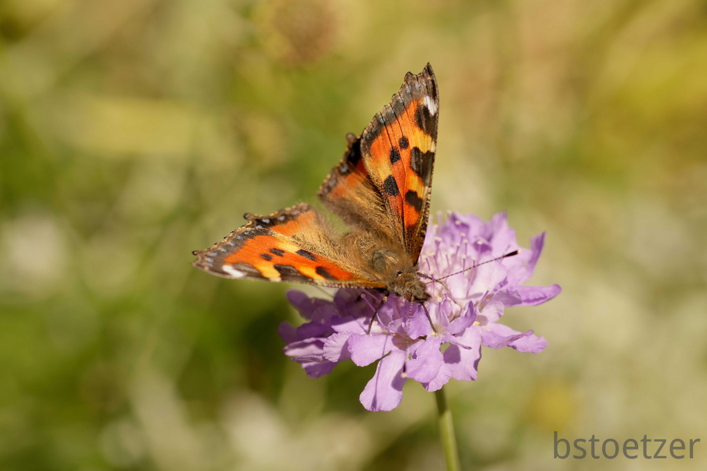 851 4667 DxO Web 2041