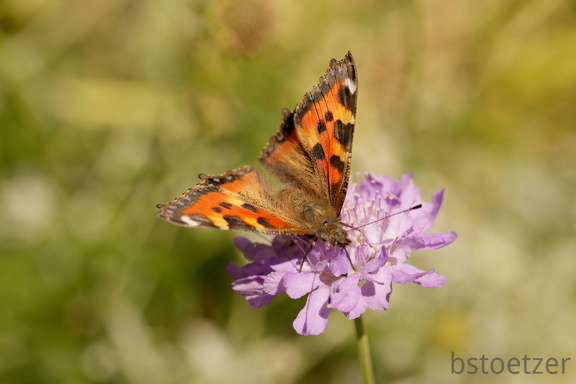 851 4667 DxO Web 2041