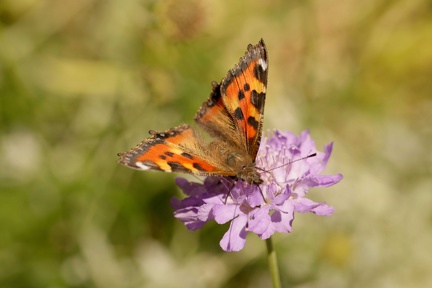 851 4667 DxO Web 2041